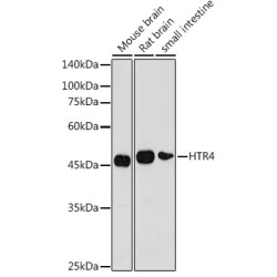HTR4 Rabbit pAb