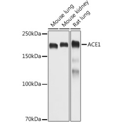 ACE1 Rabbit pAb