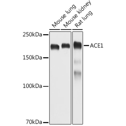 ACE1 Rabbit pAb
