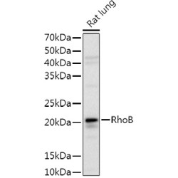 RhoB Rabbit pAb