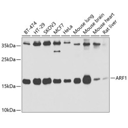 ARF1 Rabbit pAb