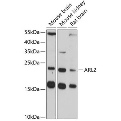 ARL2 Rabbit pAb