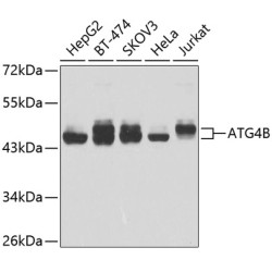 ATG4B Rabbit pAb