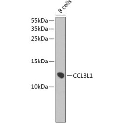 CCL3L1 Rabbit pAb
