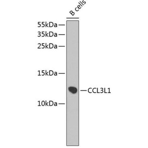 CCL3L1 Rabbit pAb