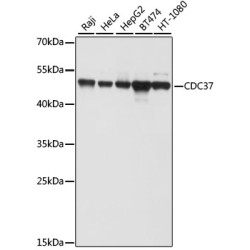 CDC37 Rabbit pAb