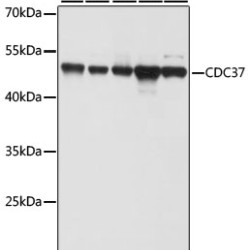 CDC37 Rabbit pAb