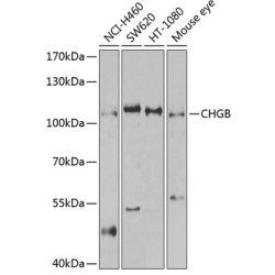CHGB Rabbit pAb