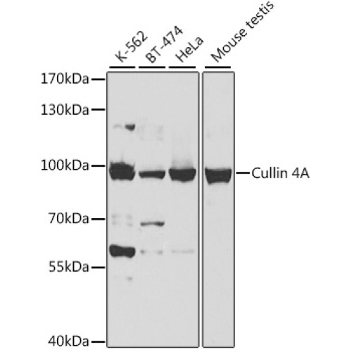 Cullin 4A Rabbit pAb