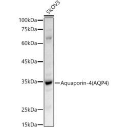 Aquaporin-4 (AQP4) Rabbit pAb