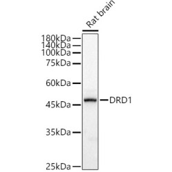 DRD1 Rabbit pAb
