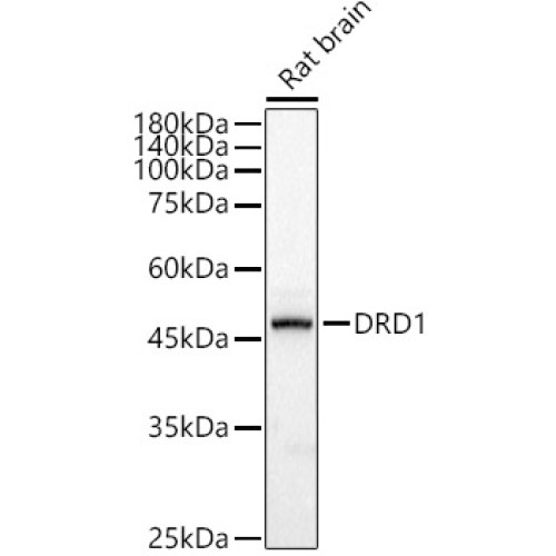DRD1 Rabbit pAb