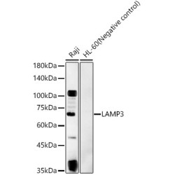 LAMP3 Rabbit pAb