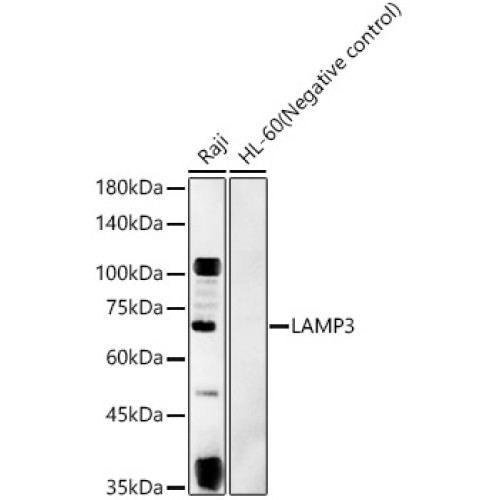 LAMP3 Rabbit pAb