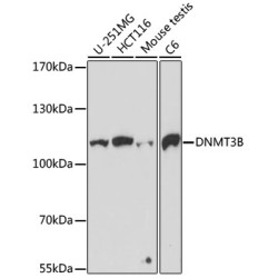 DNMT3B Rabbit pAb