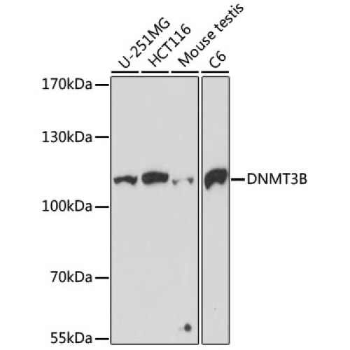 DNMT3B Rabbit pAb