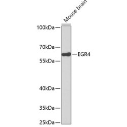 EGR4 Rabbit pAb