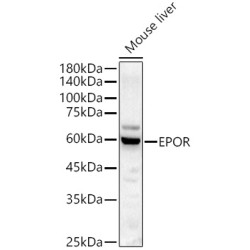 EPOR Rabbit pAb