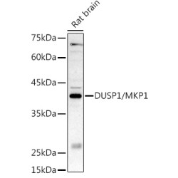 DUSP1/MKP1 Rabbit pAb