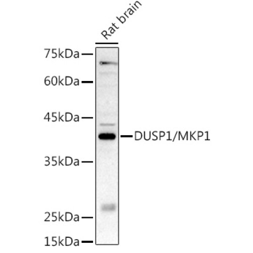 DUSP1/MKP1 Rabbit pAb