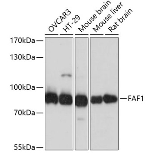 FAF1 Rabbit pAb