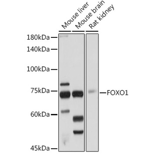 FOXO1 Rabbit pAb