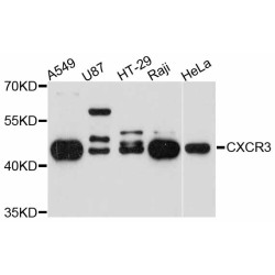 CXCR3 Rabbit pAb