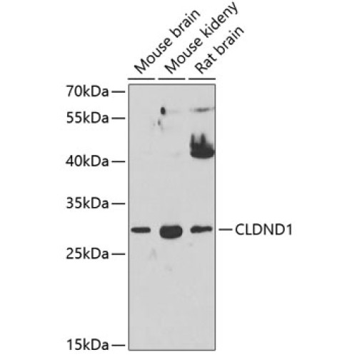 CLDND1 Rabbit pAb