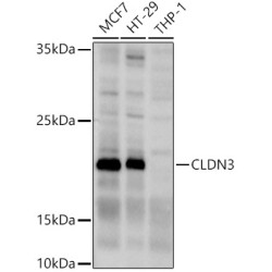 CLDN3 Rabbit pAb