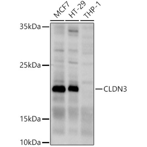 CLDN3 Rabbit pAb