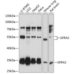 GFRA2 Rabbit pAb