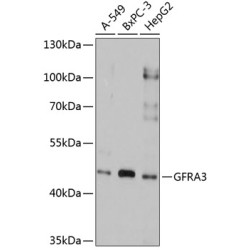 GFRA3 Rabbit pAb
