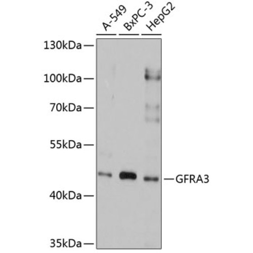 GFRA3 Rabbit pAb