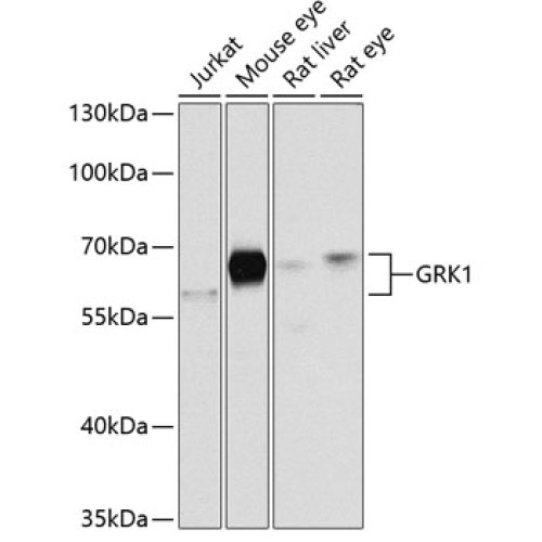 GRK1 Rabbit pAb