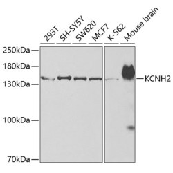 KCNH2 Rabbit pAb