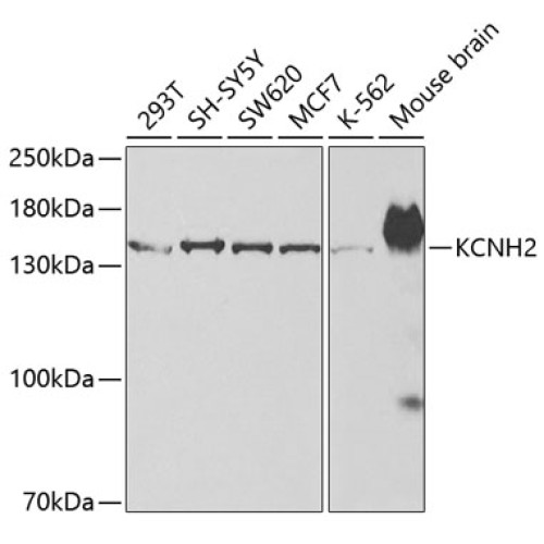 KCNH2 Rabbit pAb
