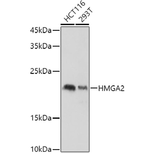 HMGA2 Rabbit pAb
