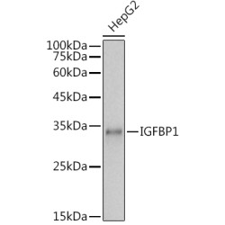 IGFBP1 Rabbit pAb
