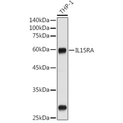 CD215/IL-15R alpha Rabbit pAb