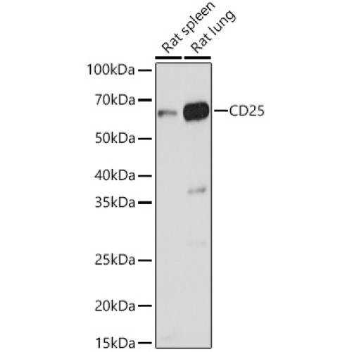 CD25 Rabbit pAb
