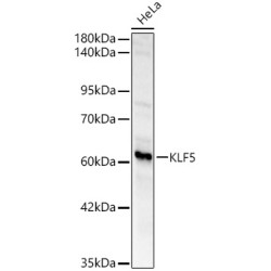 KLF5 Rabbit pAb
