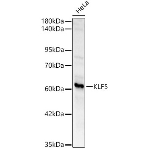 KLF5 Rabbit pAb