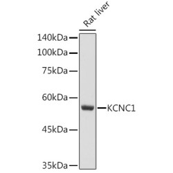 KCNC1 Rabbit pAb