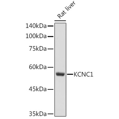 KCNC1 Rabbit pAb