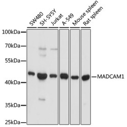 MADCAM1 Rabbit pAb