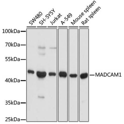 MADCAM1 Rabbit pAb