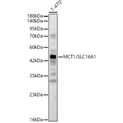 MCT1/SLC16A1 Rabbit pAb