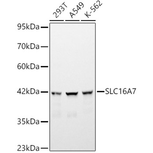 SLC16A7 Rabbit pAb