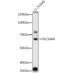 SLC16A4 Rabbit pAb