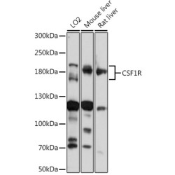 CD115/CSF-1R Rabbit pAb